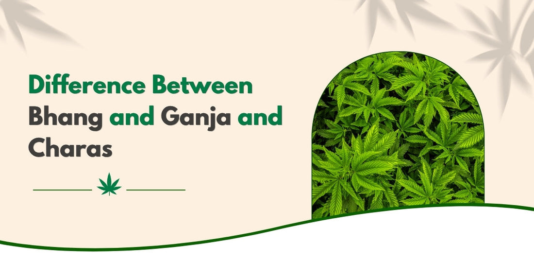 Difference Between Bhang and Ganja and Charas
