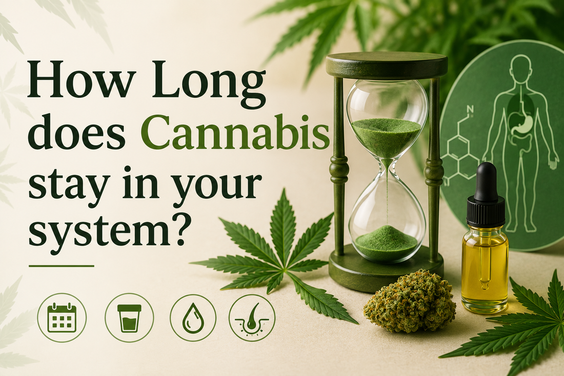 How Long Does Cannabis Stay in Your System?